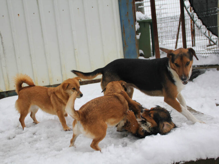 20260105-fotos-zlaja-2