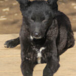 20260222-fotos-billie-1