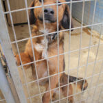 20260222-fotos-dario-2