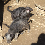 20260222-fotos-kalina-11