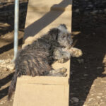 20260222-fotos-keanu-02