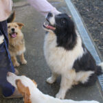 20260222-fotos-ledo-10