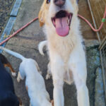 20260222-fotos-lima-1