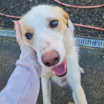 20260222-fotos-lima-4