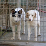 20260222-fotos-lima-6