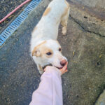 20260222-fotos-lima-7