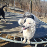 20260222-fotos-pupin-1