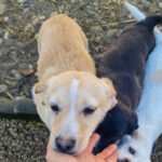 20260222-fotos-sassy-02