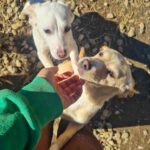 20260222-fotos-sassy-06