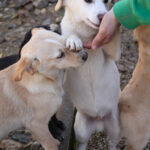 20260222-fotos-sassy-10