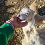 20260222-fotos-skipper-01