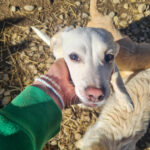 20260222-fotos-skipper-02