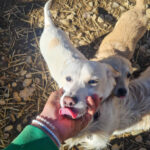 20260222-fotos-skipper-05