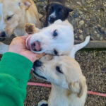 20260222-fotos-skipper-08