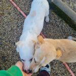 20260222-fotos-skipper-10