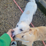 20260222-fotos-skipper-11