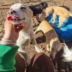 20260222-fotos-skipper-13