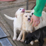 20260222-fotos-skipper-14