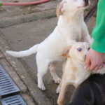 20260222-fotos-skipper-16