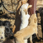 20260222-fotos-skipper-17