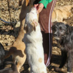 20260222-fotos-skipper-18