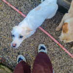 20260222-fotos-skipper-19