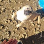 20260222-fotos-smoky-1