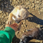 20260222-fotos-smoky-2