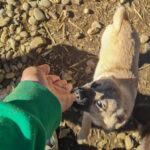 20260222-fotos-smoky-3