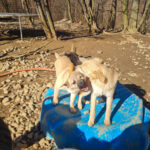 20260222-fotos-smoky-4