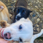 20260222-fotos-sushi-3