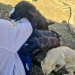 20260222-fotos-sushi-6