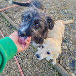 20260222-fotos-suzuki-04