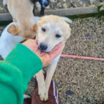 20260222-fotos-suzuki-05