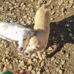 20260222-fotos-suzuki-08