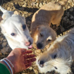 20260222-fotos-suzuki-11