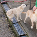 20260222-fotos-suzuki-12