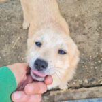 20260222-fotos-suzuki-15