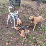 20260225-news-hundespielstunde-4