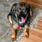 20260227-news-trapo-zuhause-1