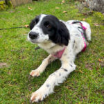 20260227-news-trapo-zuhause-2