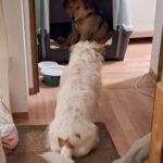 20260227-news-trapo-zuhause-5