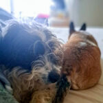 20260227-news-trapo-zuhause-6