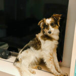 20260227-news-trapo-zuhause-9