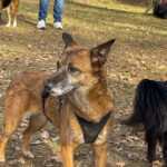 20260228-fotos-nisha-07