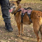 20260228-fotos-nisha-08