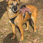 20260228-fotos-nisha-13