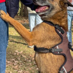 20260228-fotos-nisha-14