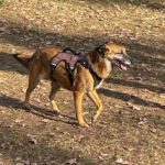 20260228-fotos-nisha-16