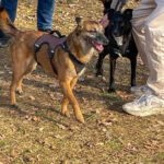 20260228-fotos-nisha-17